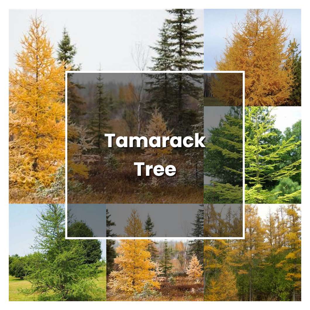 How to Grow Tamarack Tree - Plant Care & Tips