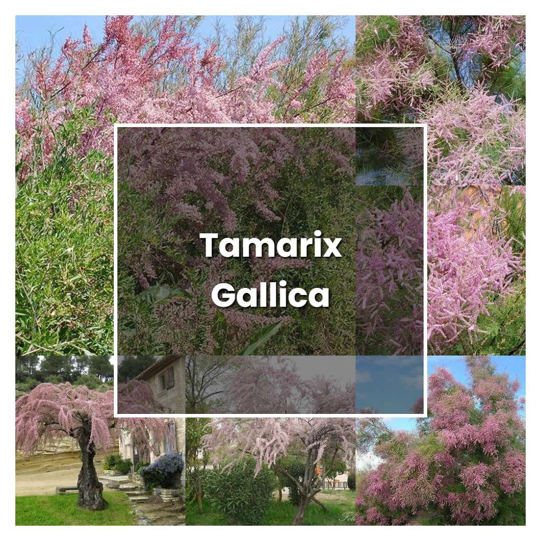 How to Grow Tamarix Gallica - Plant Care & Tips