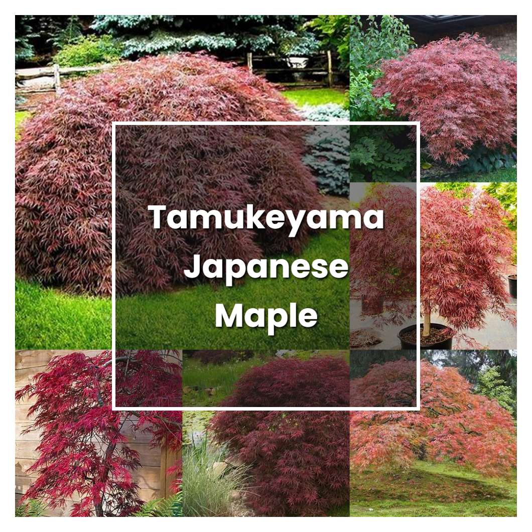 How to Grow Tamukeyama Japanese Maple - Plant Care & Tips