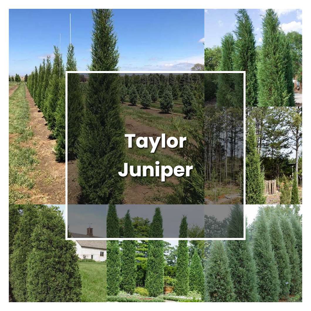 How to Grow Taylor Juniper - Plant Care & Tips