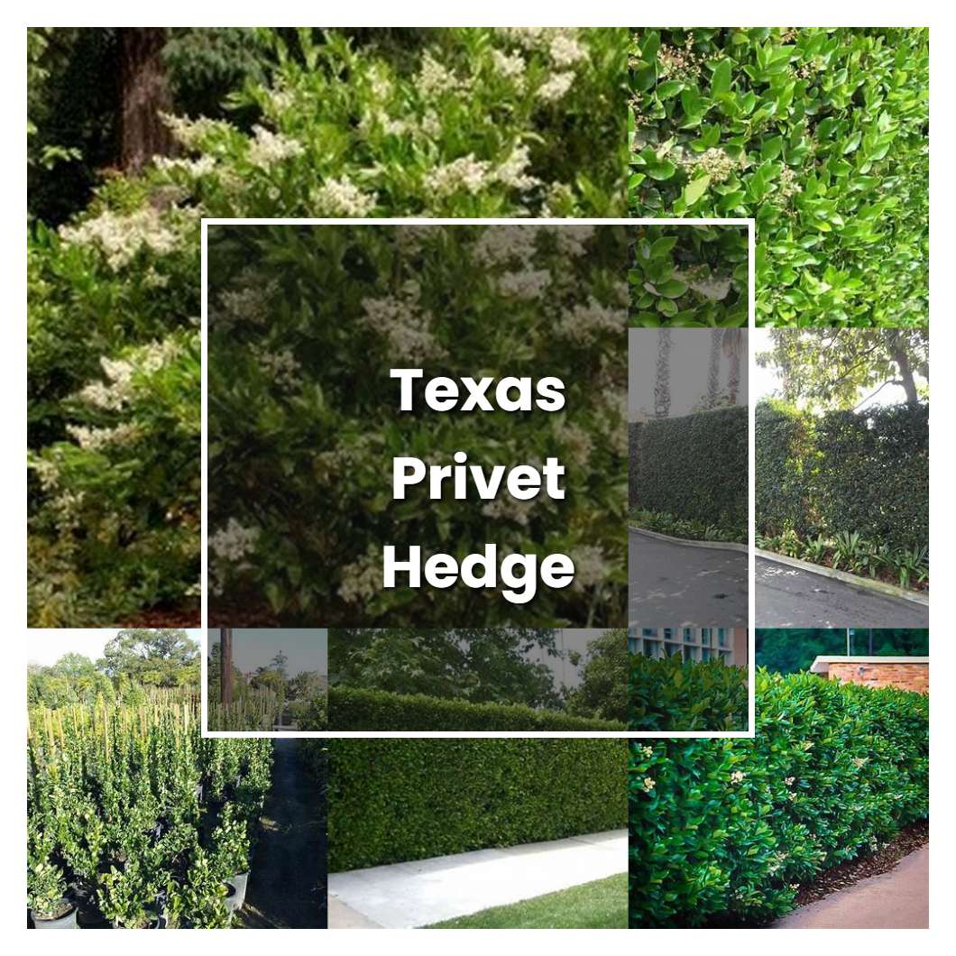 How to Grow Texas Privet Hedge - Plant Care & Tips