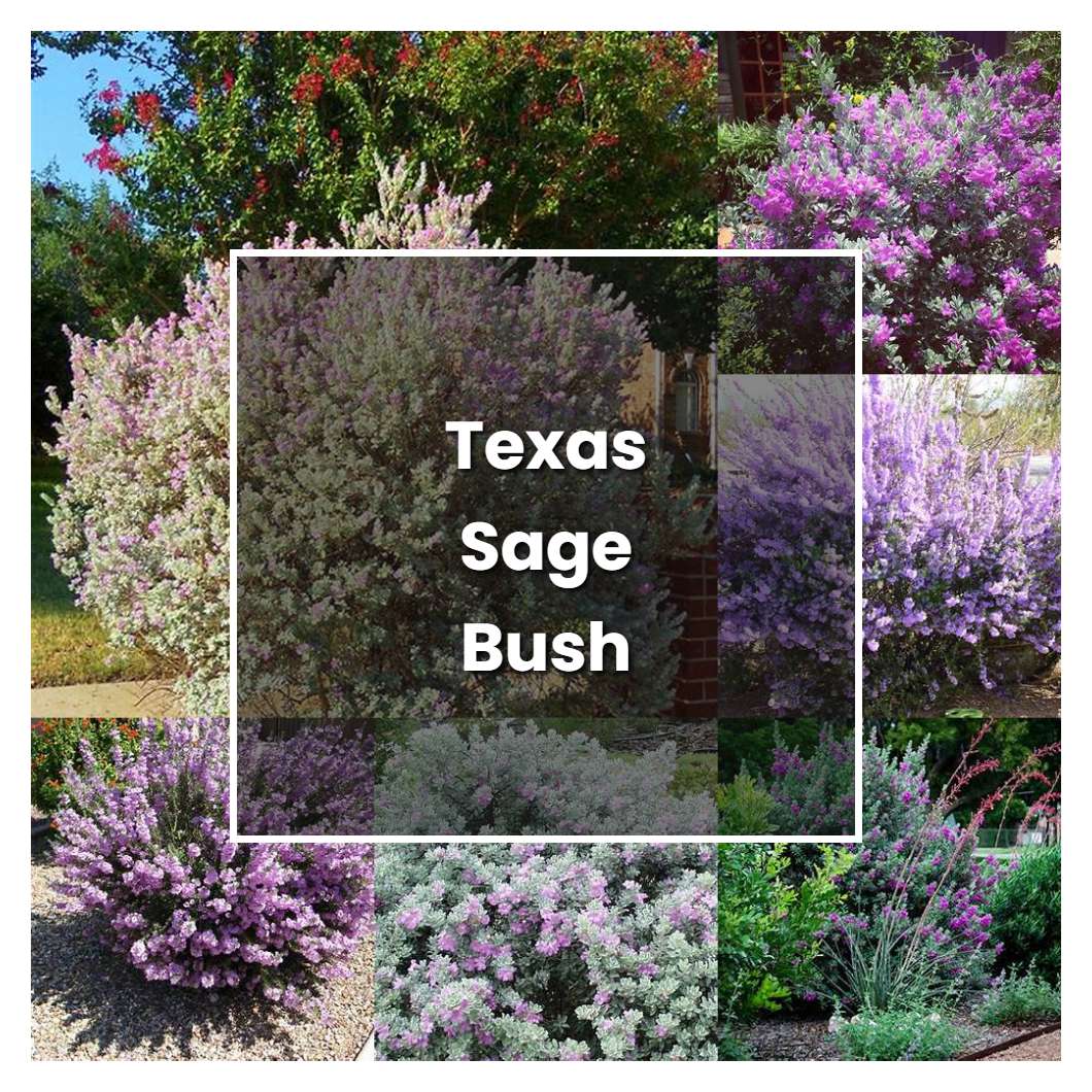 How to Grow Texas Sage Bush - Plant Care & Tips