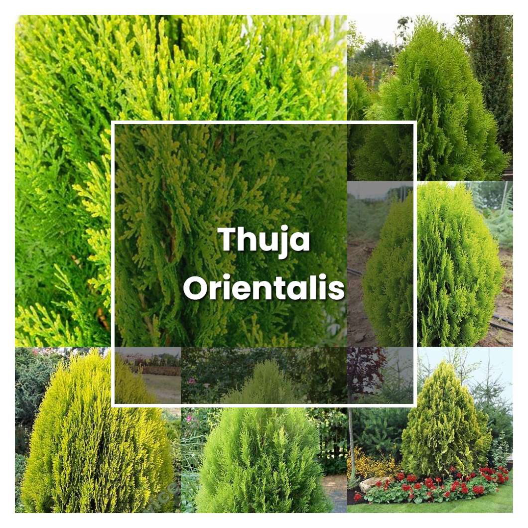 How to Grow Thuja Orientalis - Plant Care & Tips