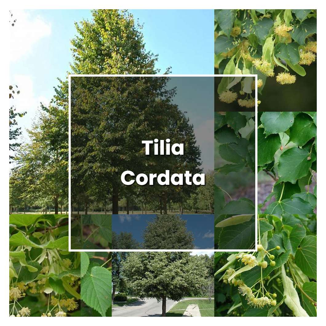 How to Grow Tilia Cordata - Plant Care & Tips