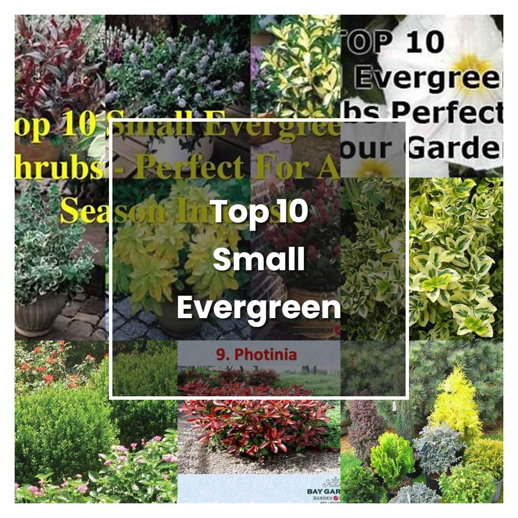 How to Grow Top 10 Small Evergreen Shrubs - Plant Care & Tips