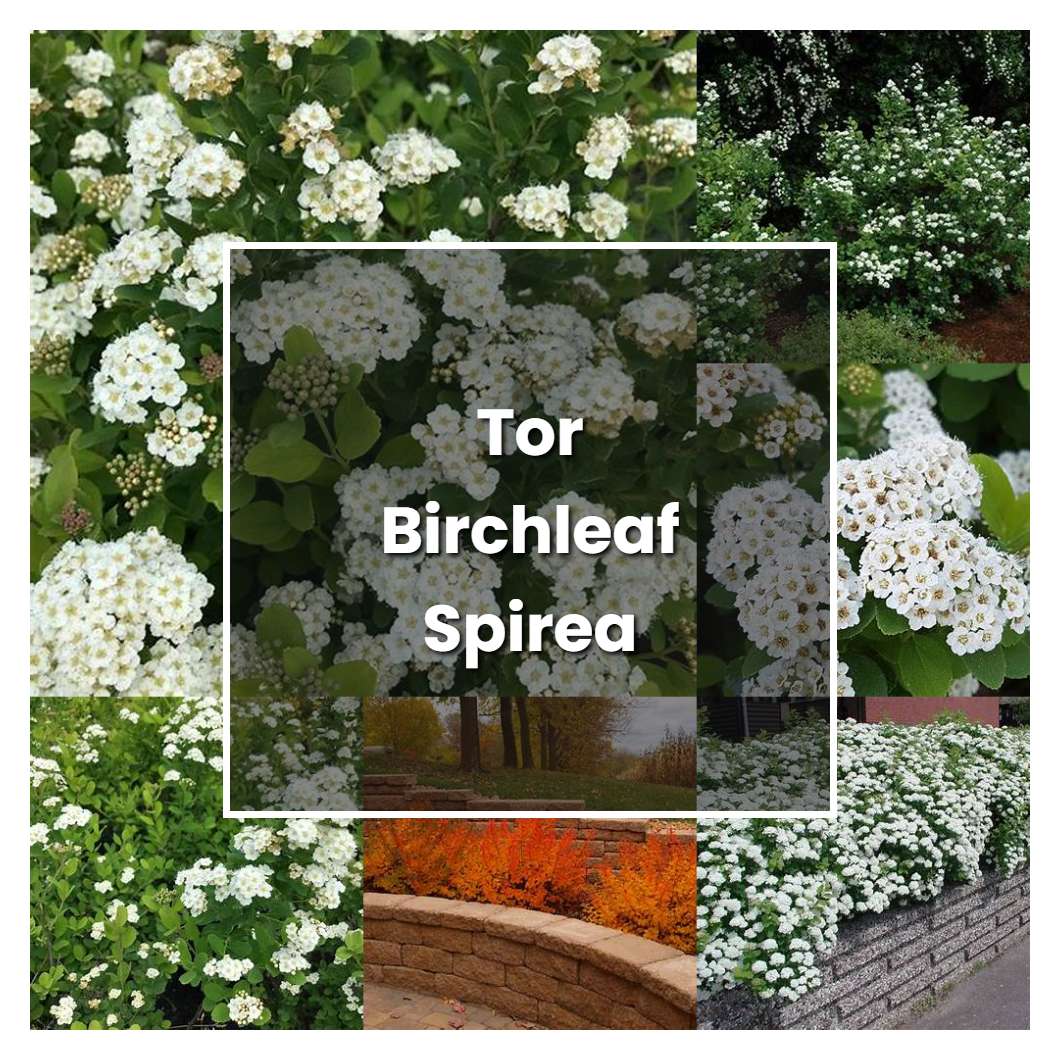 How to Grow Tor Birchleaf Spirea - Plant Care & Tips