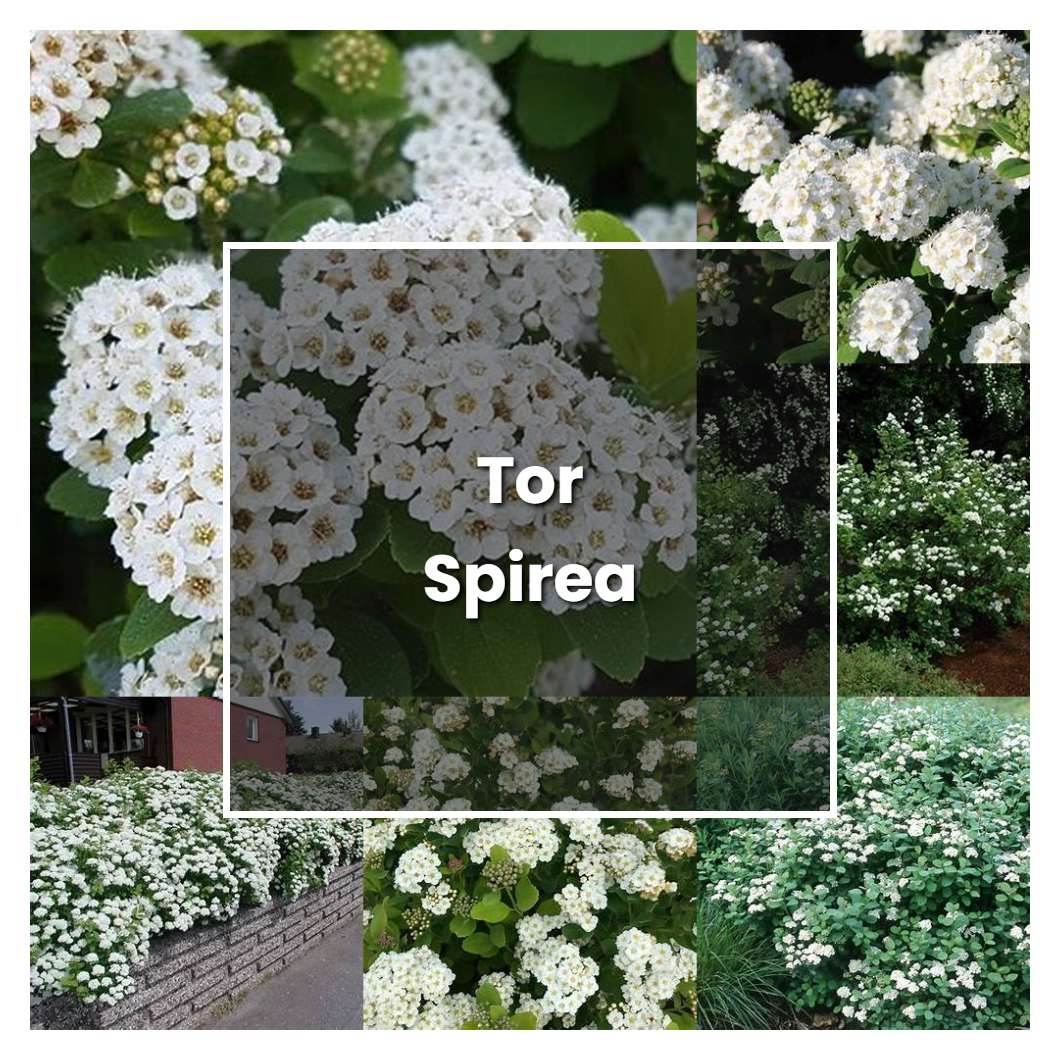 How to Grow Tor Spirea - Plant Care & Tips