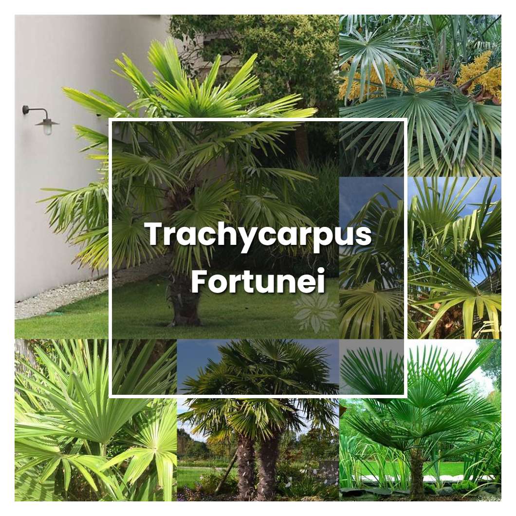 How to Grow Trachycarpus Fortunei - Plant Care & Tips