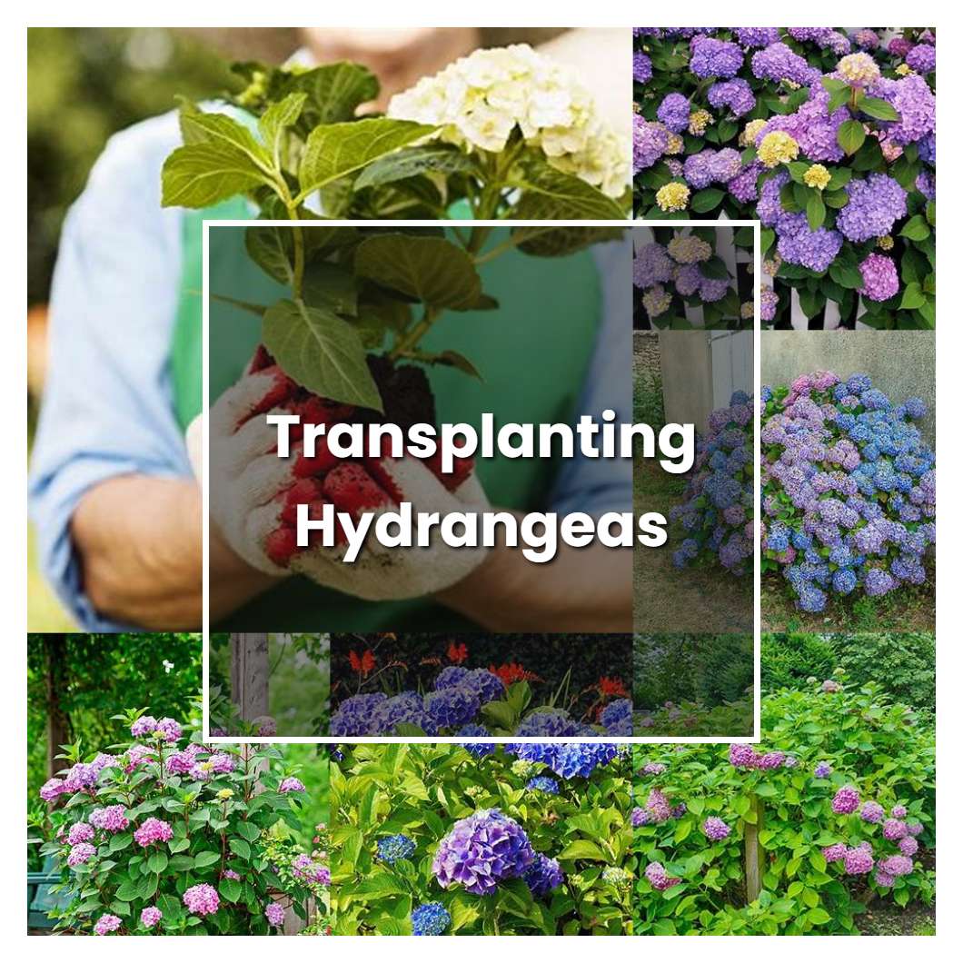 How to Grow Transplanting Hydrangeas - Plant Care & Tips