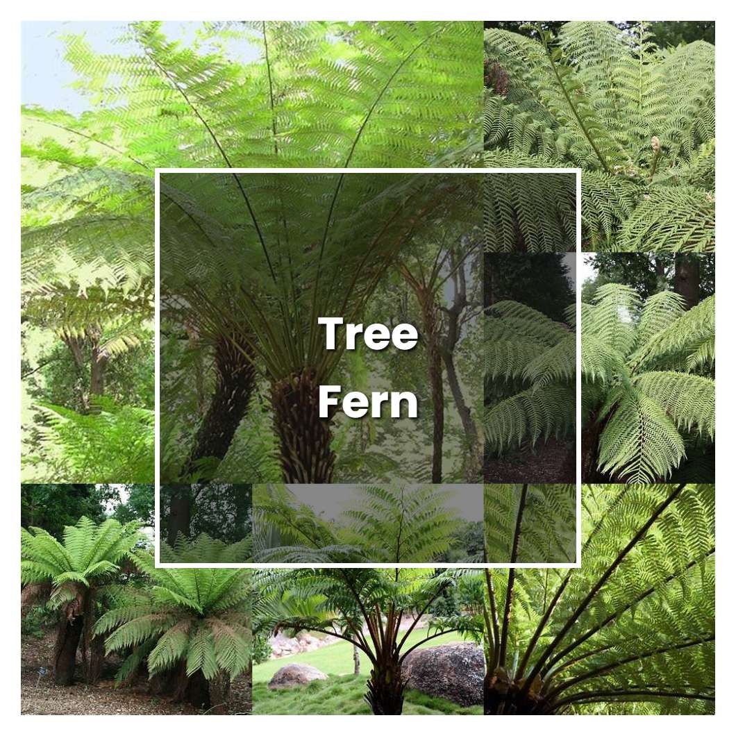 How to Grow Tree Fern - Plant Care & Tips
