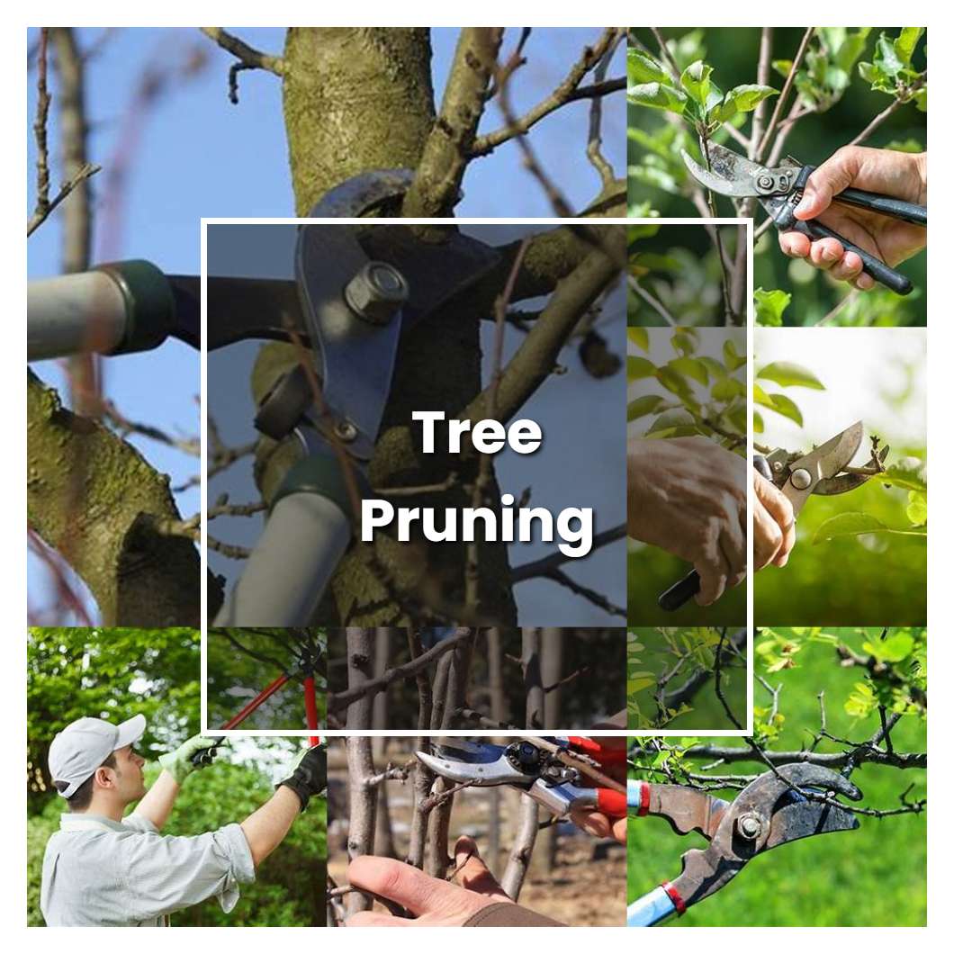 How to Grow Tree Pruning - Plant Care & Tips