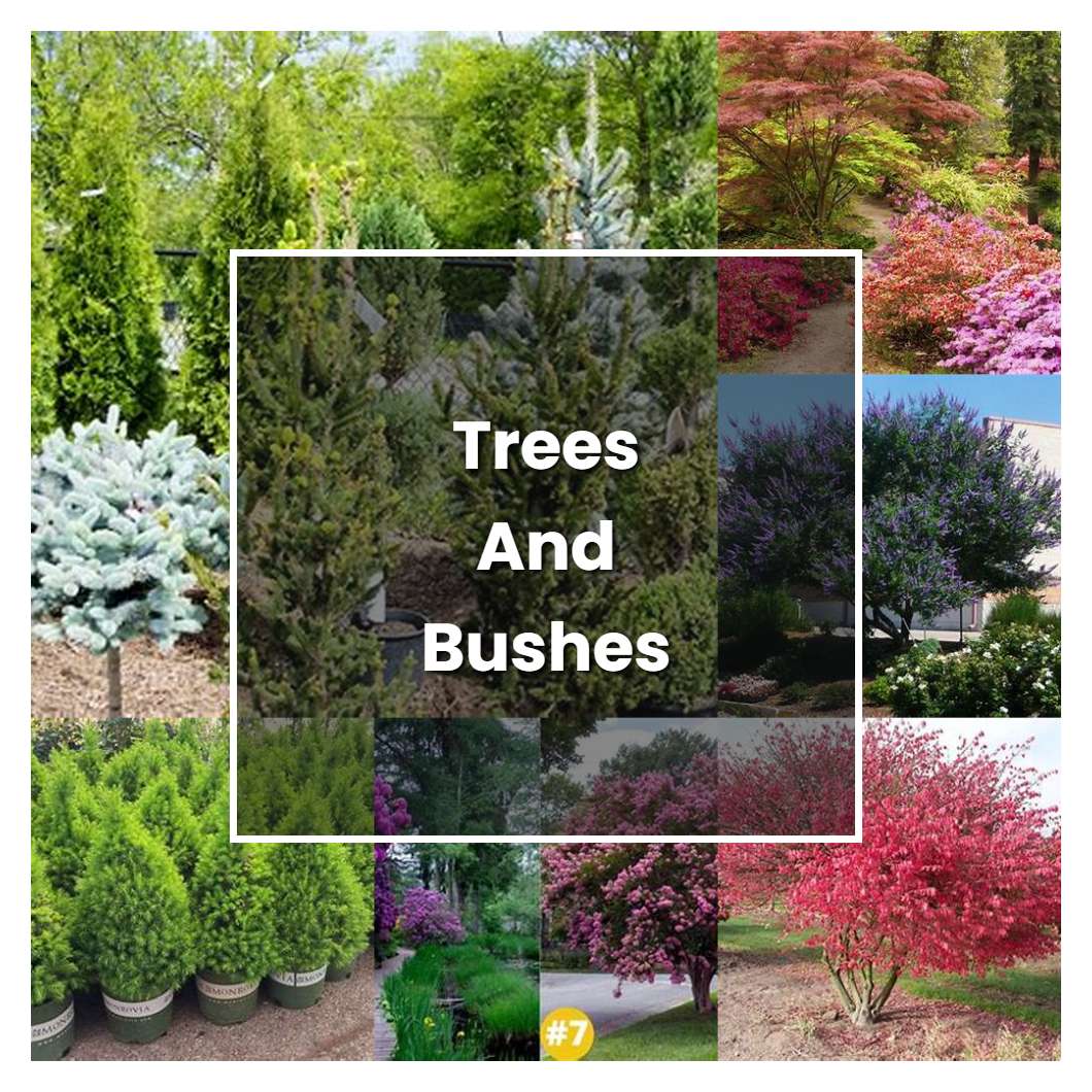 How to Grow Trees And Bushes - Plant Care & Tips