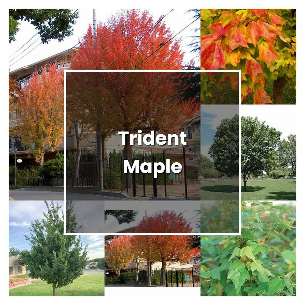 How to Grow Trident Maple - Plant Care & Tips