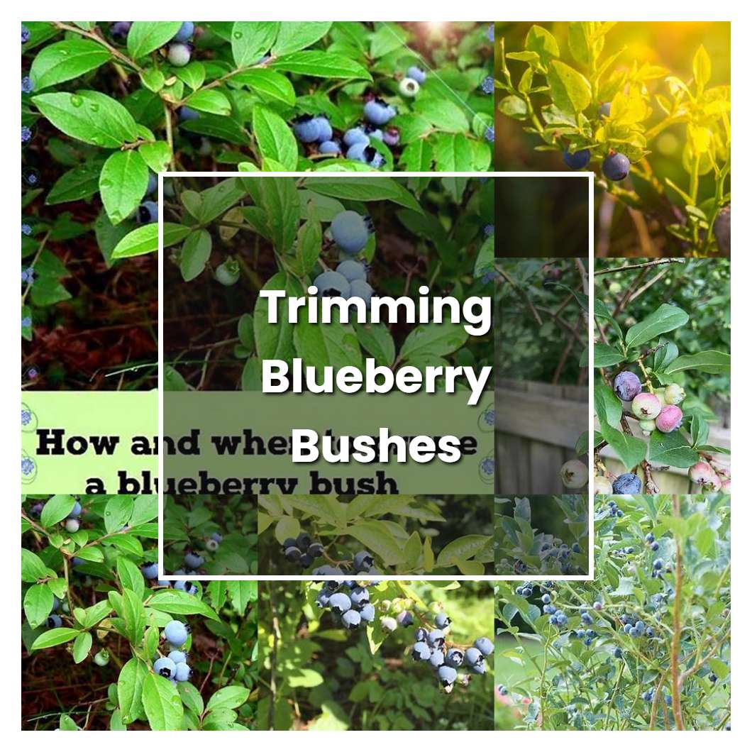 How to Grow Trimming Blueberry Bushes - Plant Care & Tips