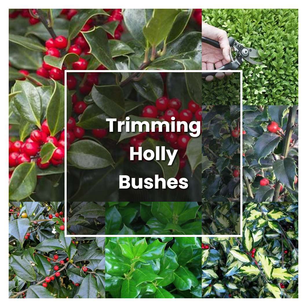 How to Grow Trimming Holly Bushes - Plant Care & Tips