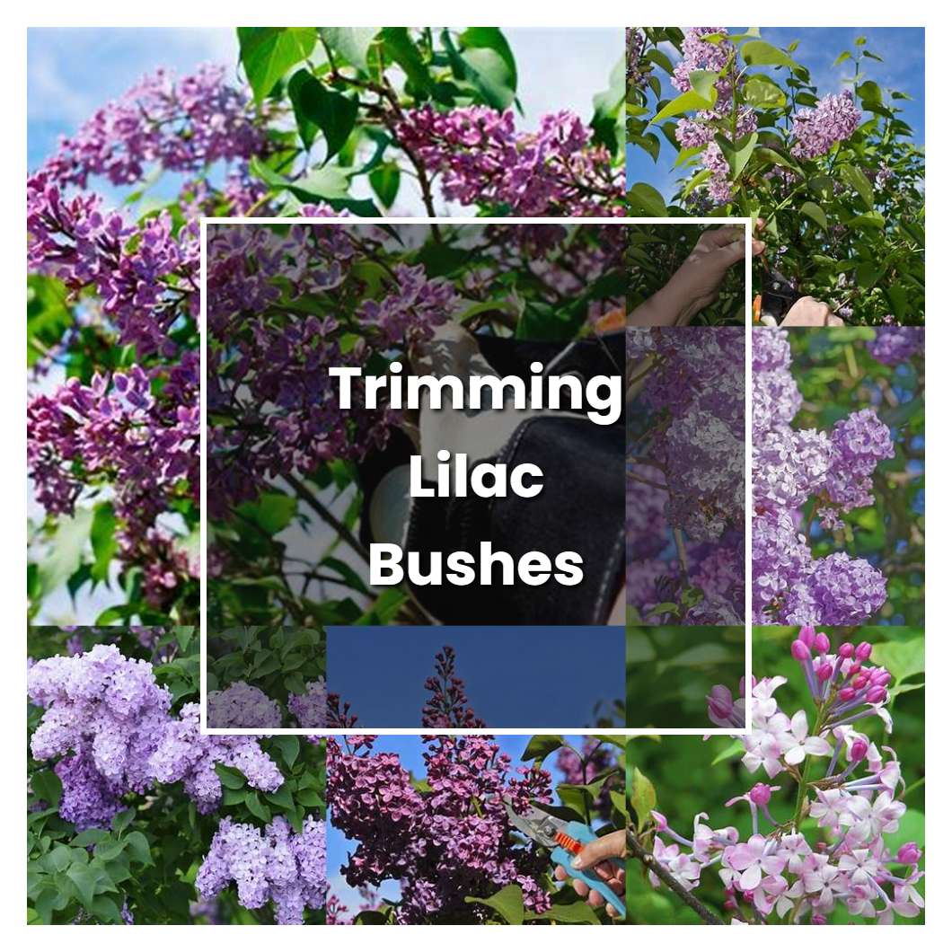 How to Grow Trimming Lilac Bushes - Plant Care & Tips