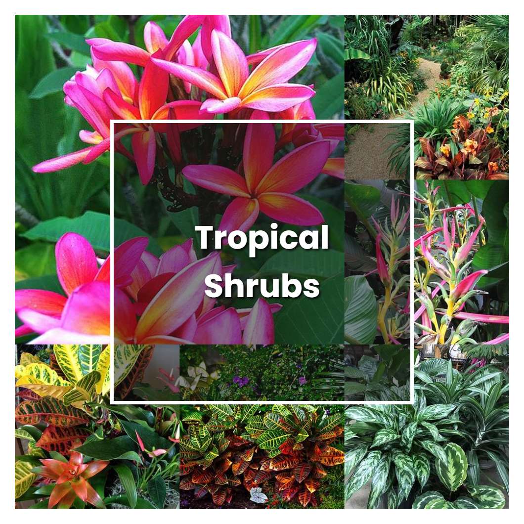 How to Grow Tropical Shrubs - Plant Care & Tips