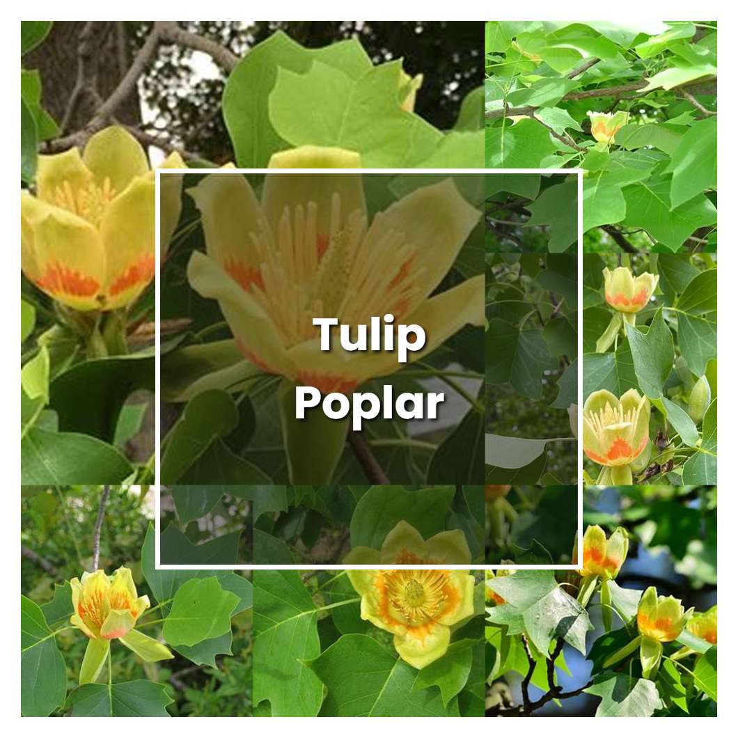 How to Grow Tulip Poplar - Plant Care & Tips