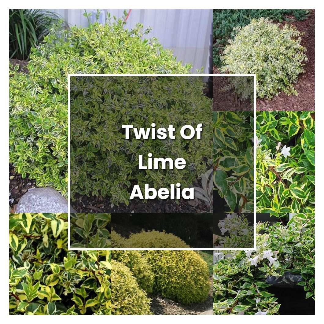 How to Grow Twist Of Lime Abelia - Plant Care & Tips