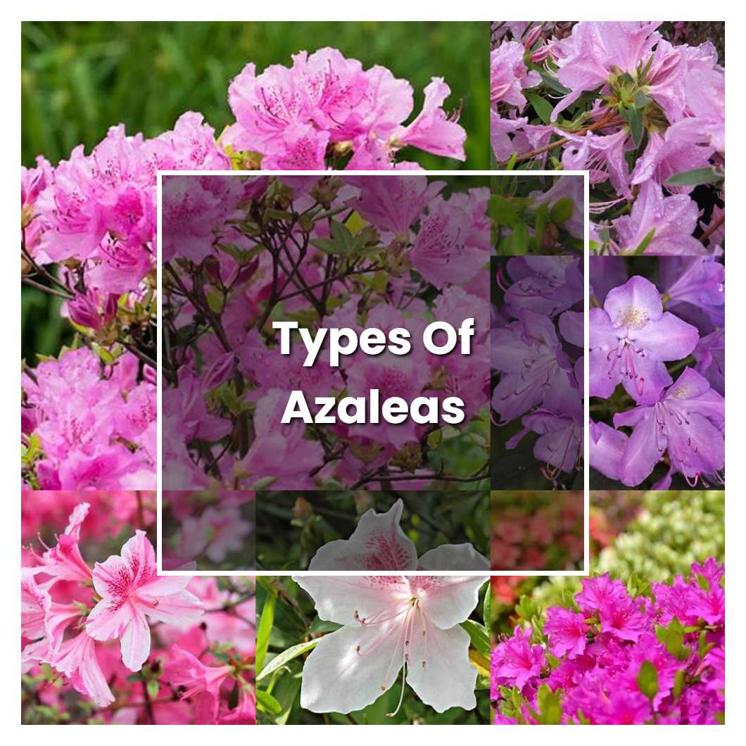 How to Grow Types Of Azaleas - Plant Care & Tips