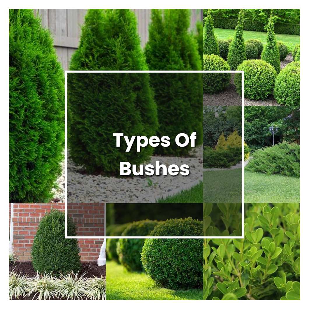 How to Grow Types Of Bushes - Plant Care & Tips