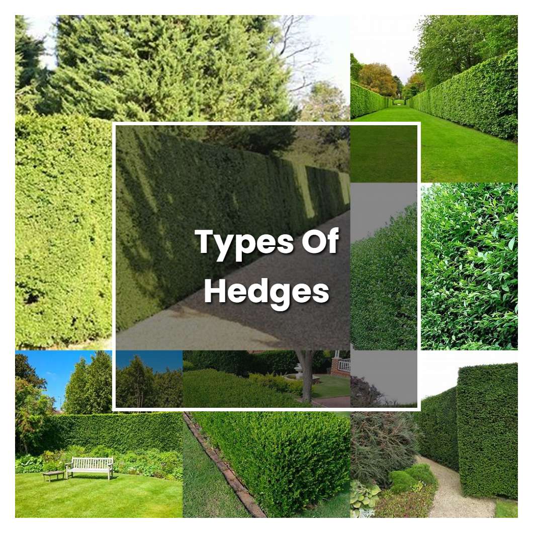 How to Grow Types Of Hedges - Plant Care & Tips
