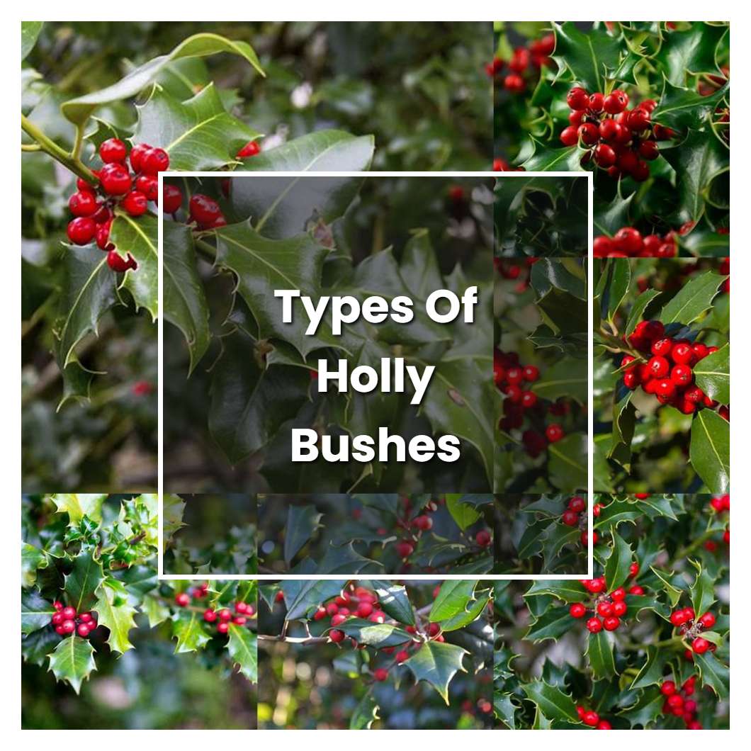 How to Grow Types Of Holly Bushes - Plant Care & Tips