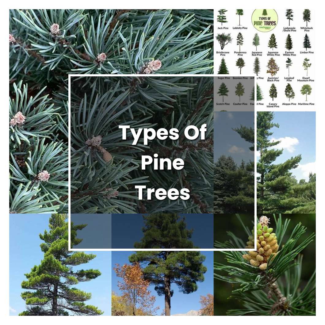 How to Grow Types Of Pine Trees Plant Care & Tips NorwichGardener