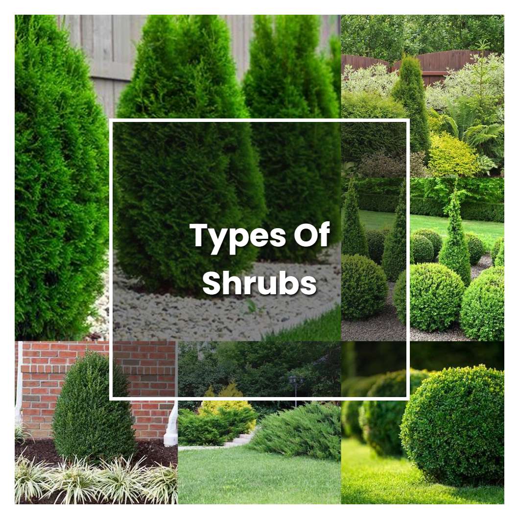 How to Grow Types Of Shrubs - Plant Care & Tips