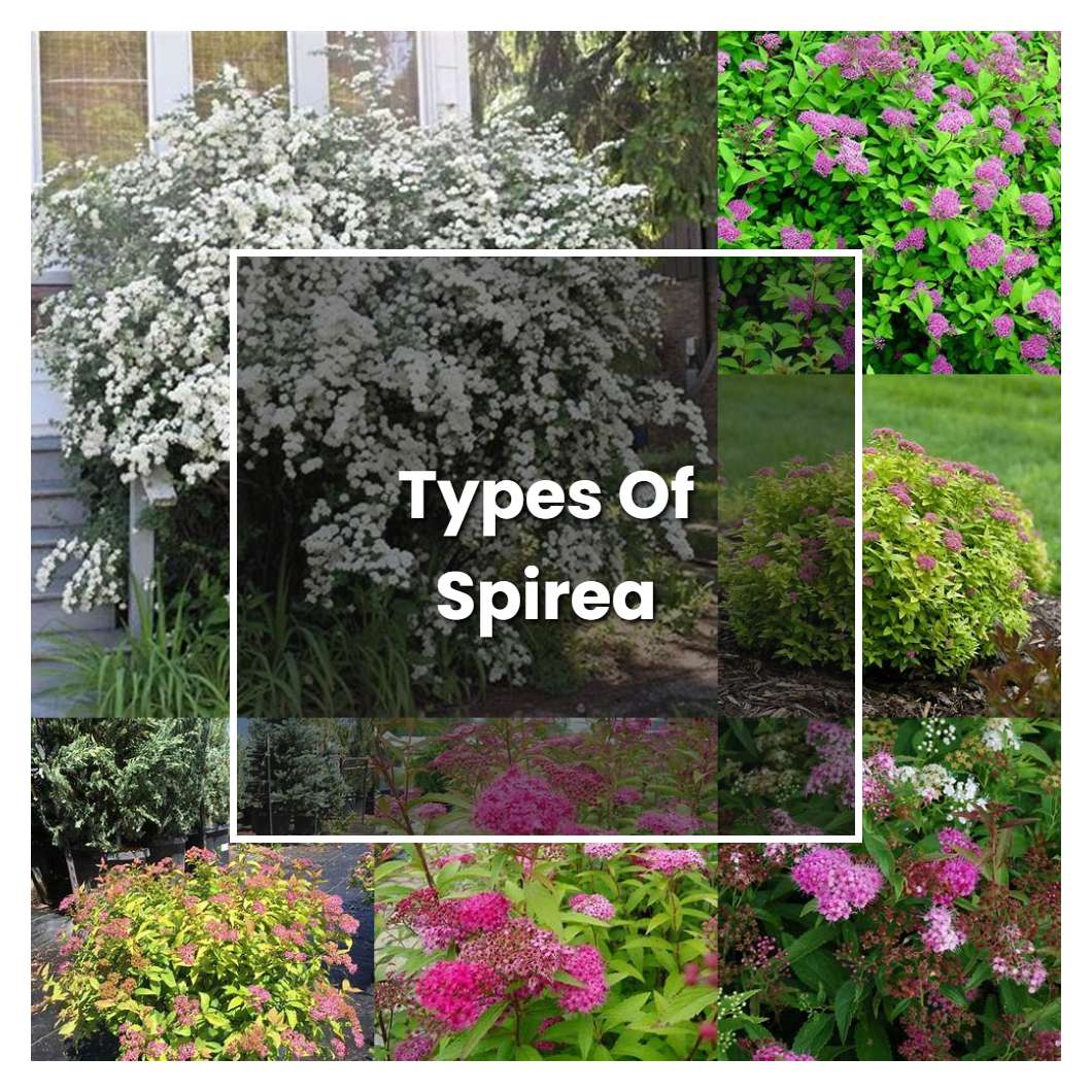 How to Grow Types Of Spirea - Plant Care & Tips