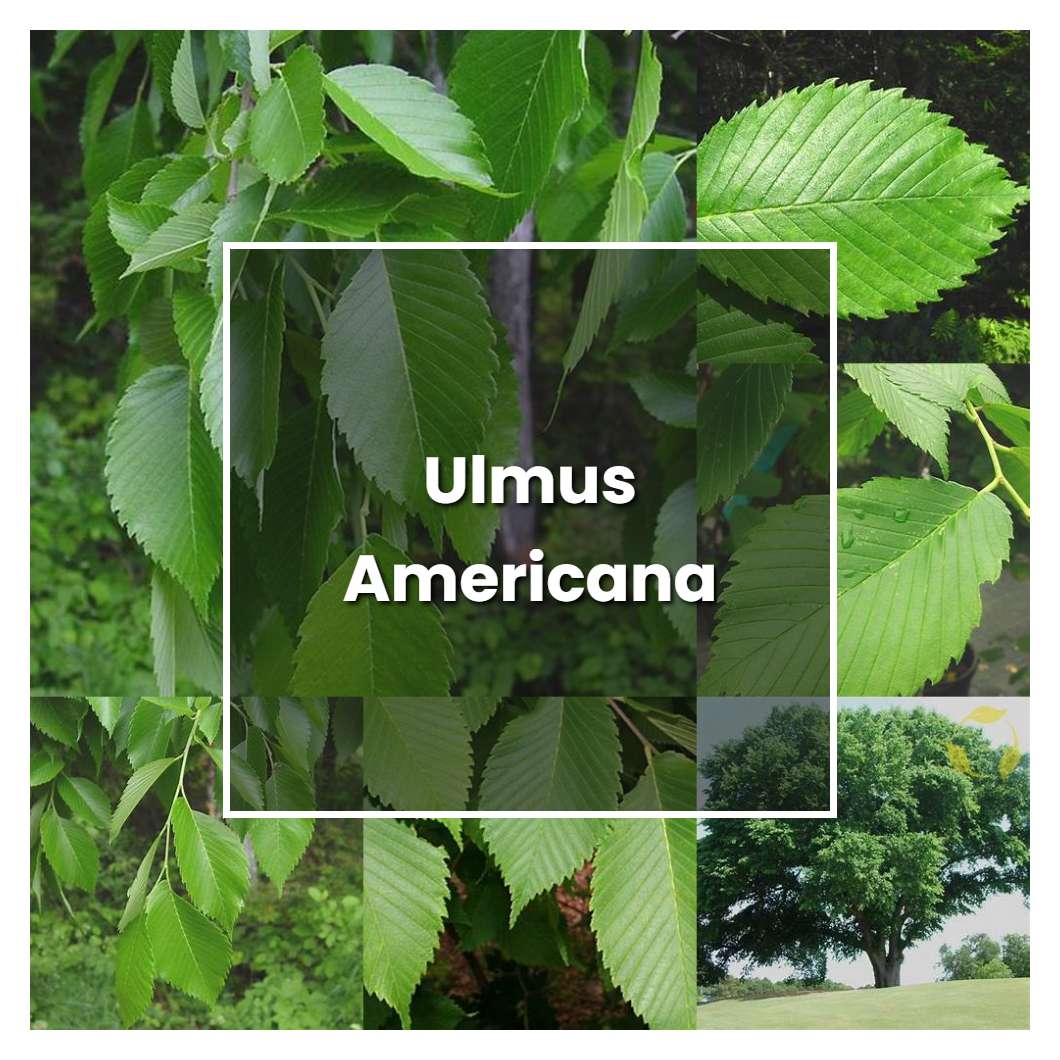 How to Grow Ulmus Americana - Plant Care & Tips