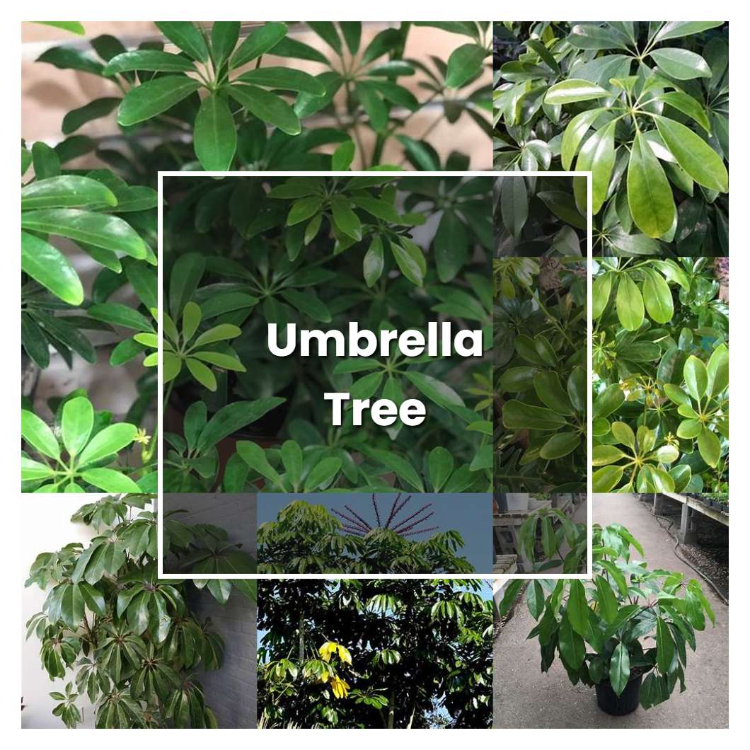 How to Grow Umbrella Tree - Plant Care & Tips