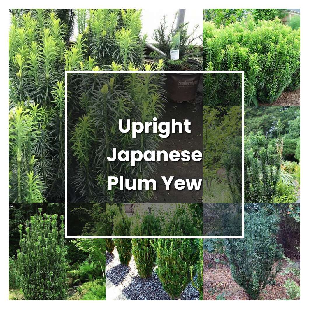 How to Grow Upright Japanese Plum Yew - Plant Care & Tips