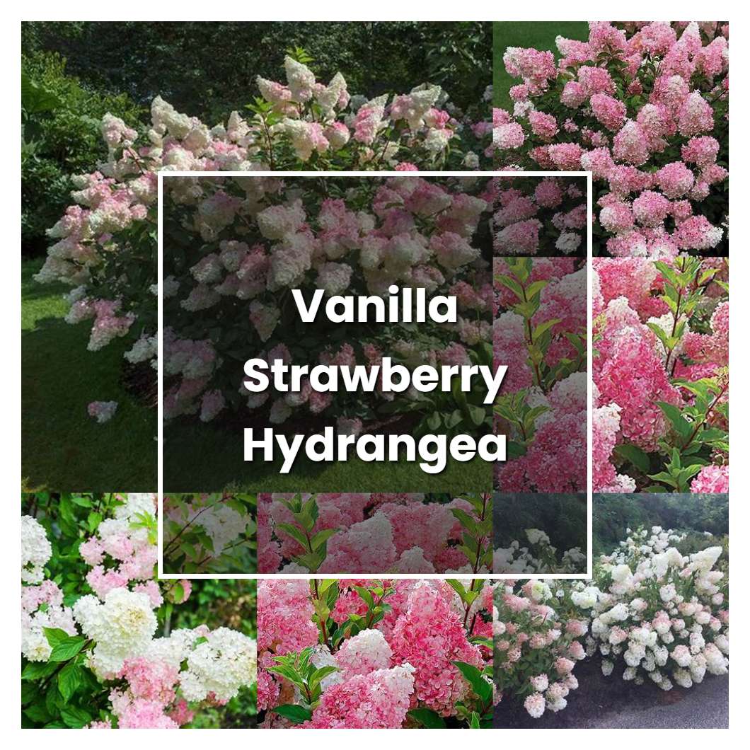 How to Grow Vanilla Strawberry Hydrangea - Plant Care & Tips