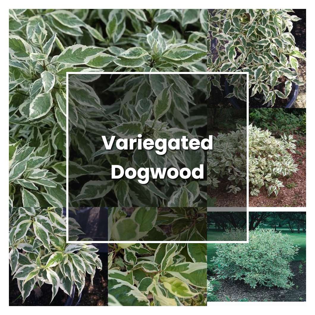 How to Grow Variegated Dogwood - Plant Care & Tips