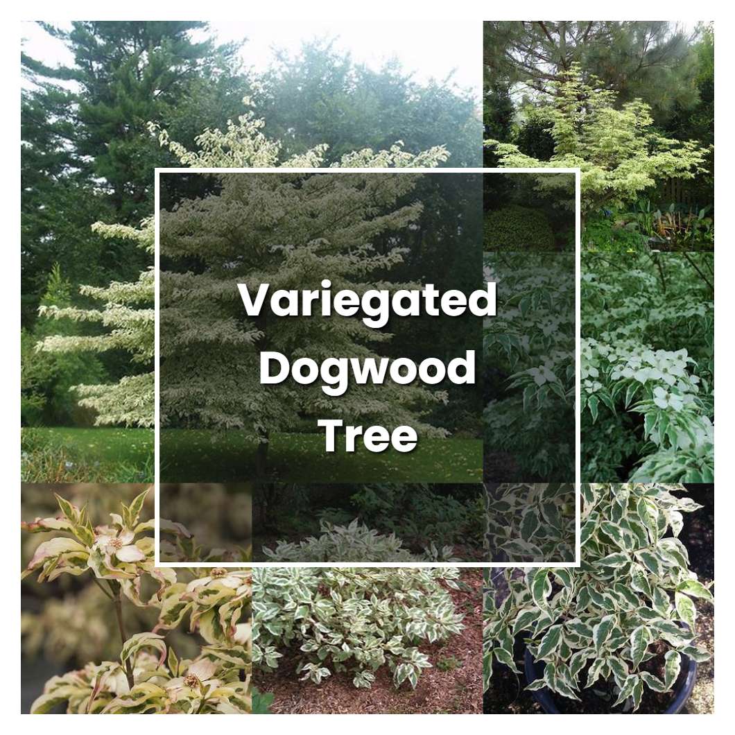 How to Grow Variegated Dogwood Tree - Plant Care & Tips