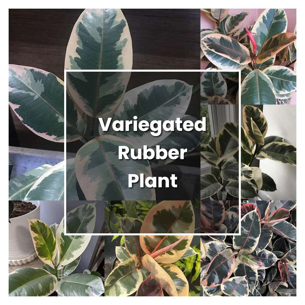 How to Grow Variegated Rubber Plant - Plant Care & Tips
