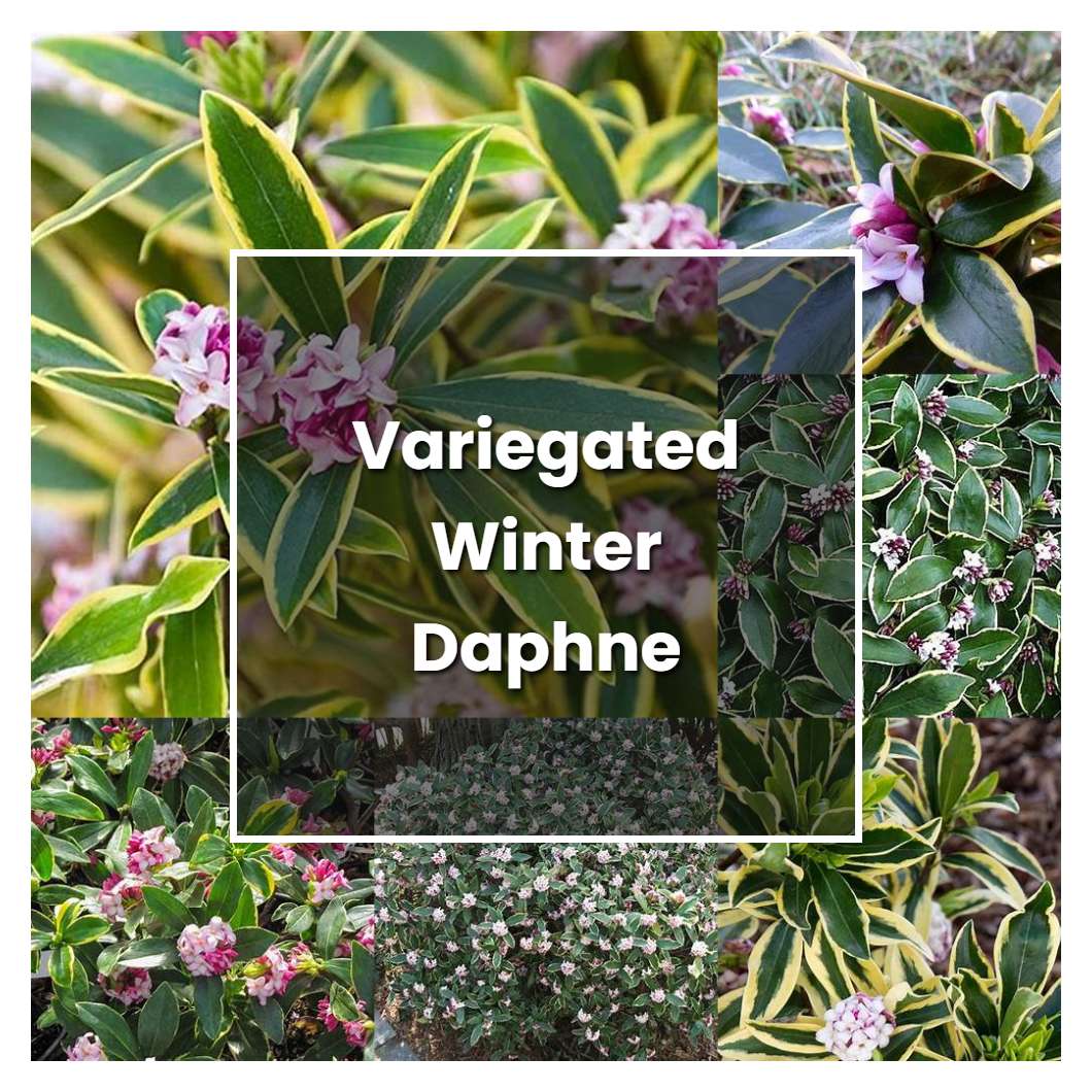 How to Grow Variegated Winter Daphne - Plant Care & Tips