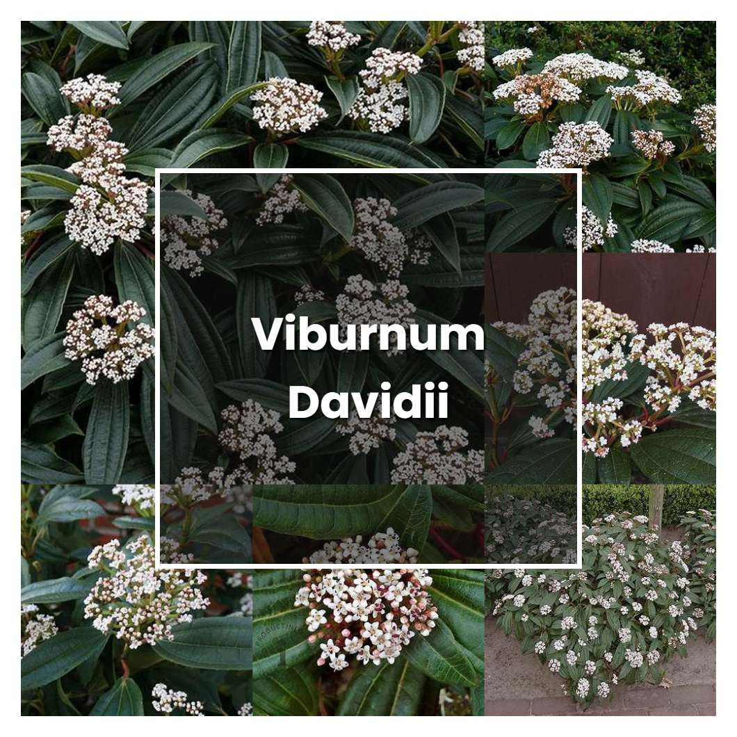 How to Grow Viburnum Davidii - Plant Care & Tips