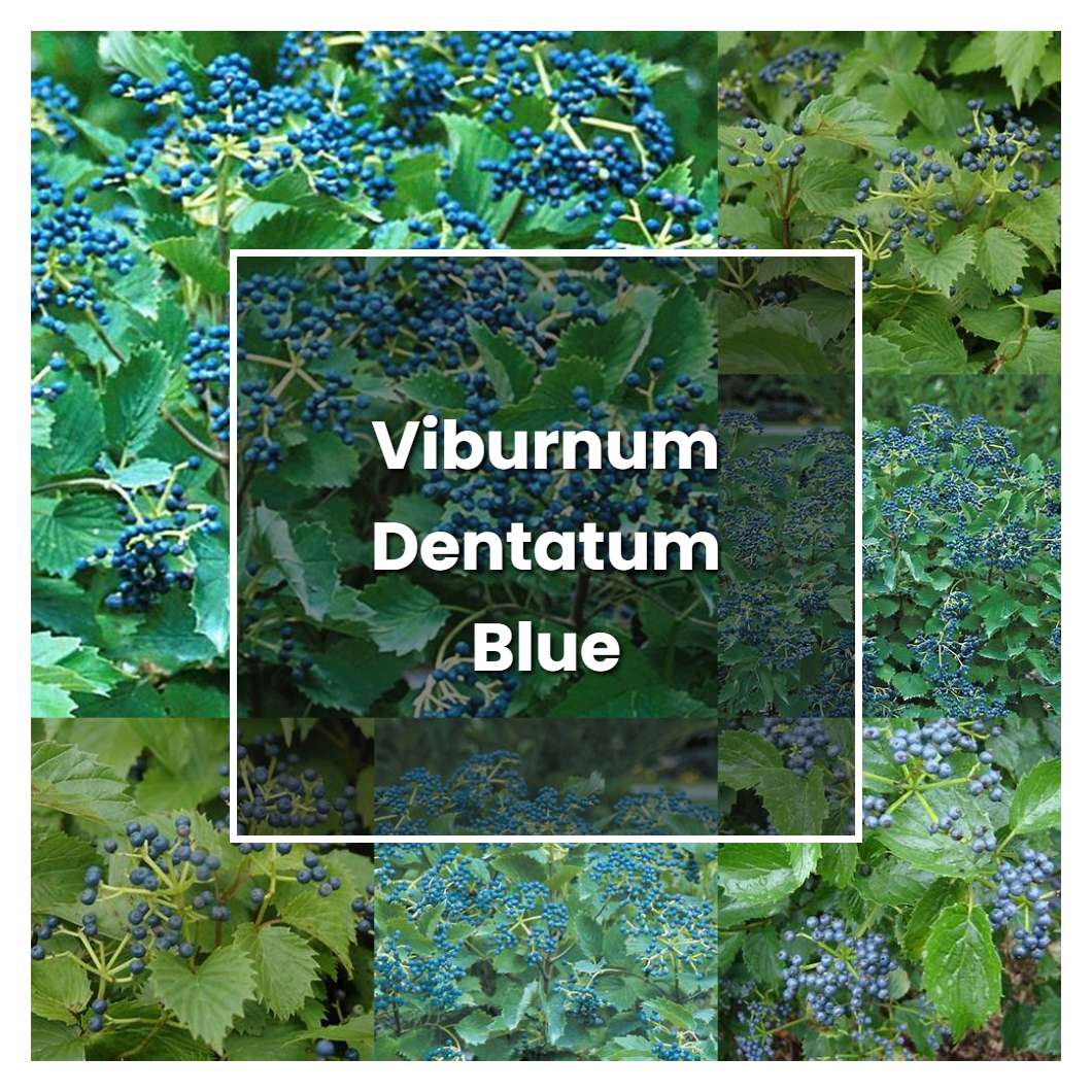 How to Grow Viburnum Dentatum Blue Muffin - Plant Care & Tips