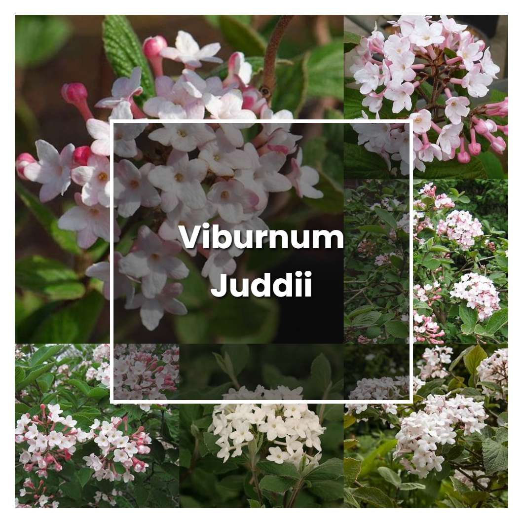 How to Grow Viburnum Juddii - Plant Care & Tips