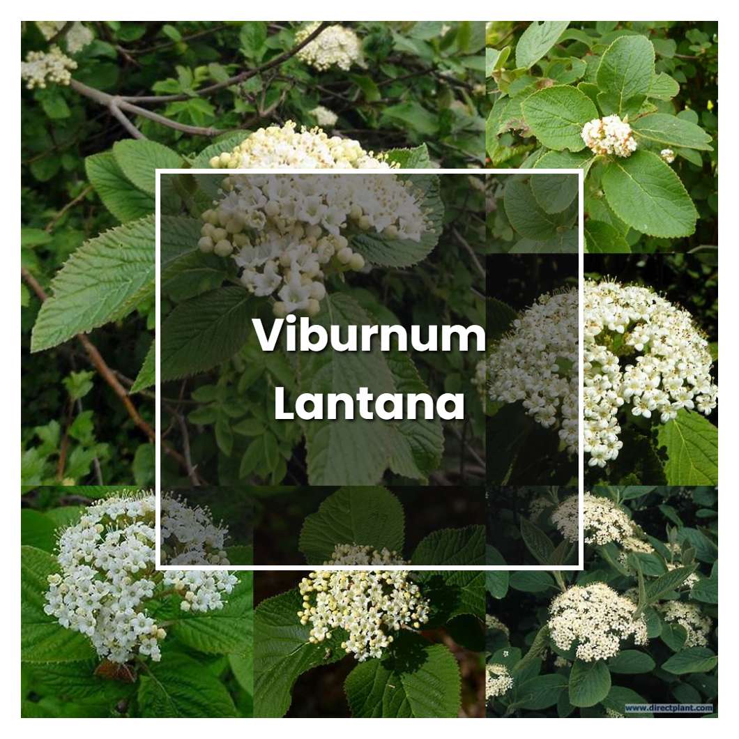 How to Grow Viburnum Lantana - Plant Care & Tips