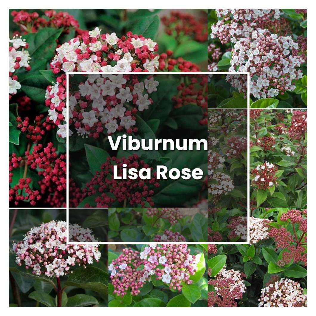 How to Grow Viburnum Lisa Rose - Plant Care & Tips