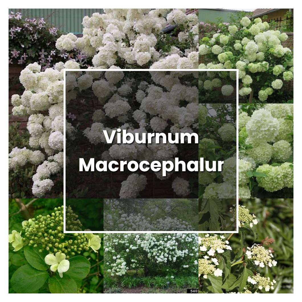 How to Grow Viburnum Macrocephalum - Plant Care & Tips