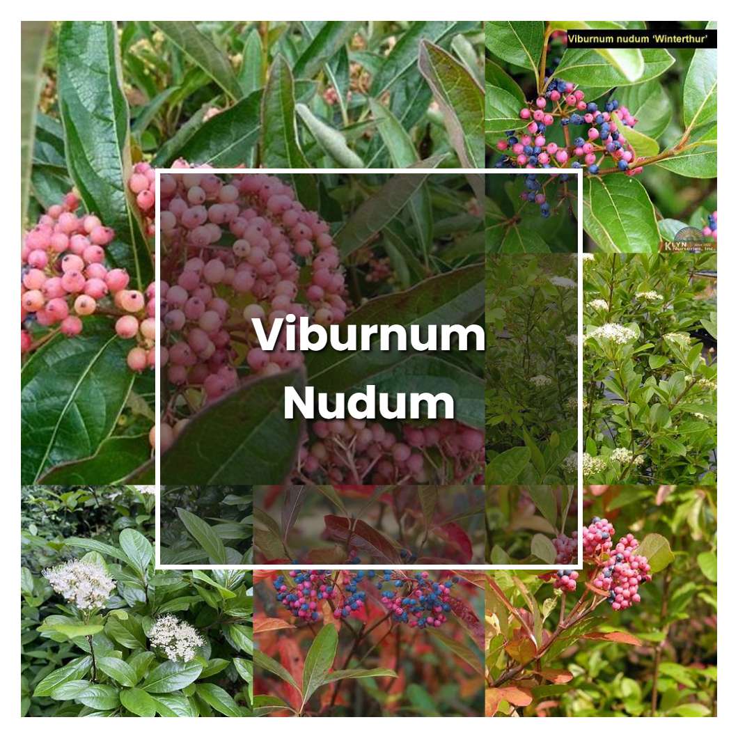 How to Grow Viburnum Nudum - Plant Care & Tips