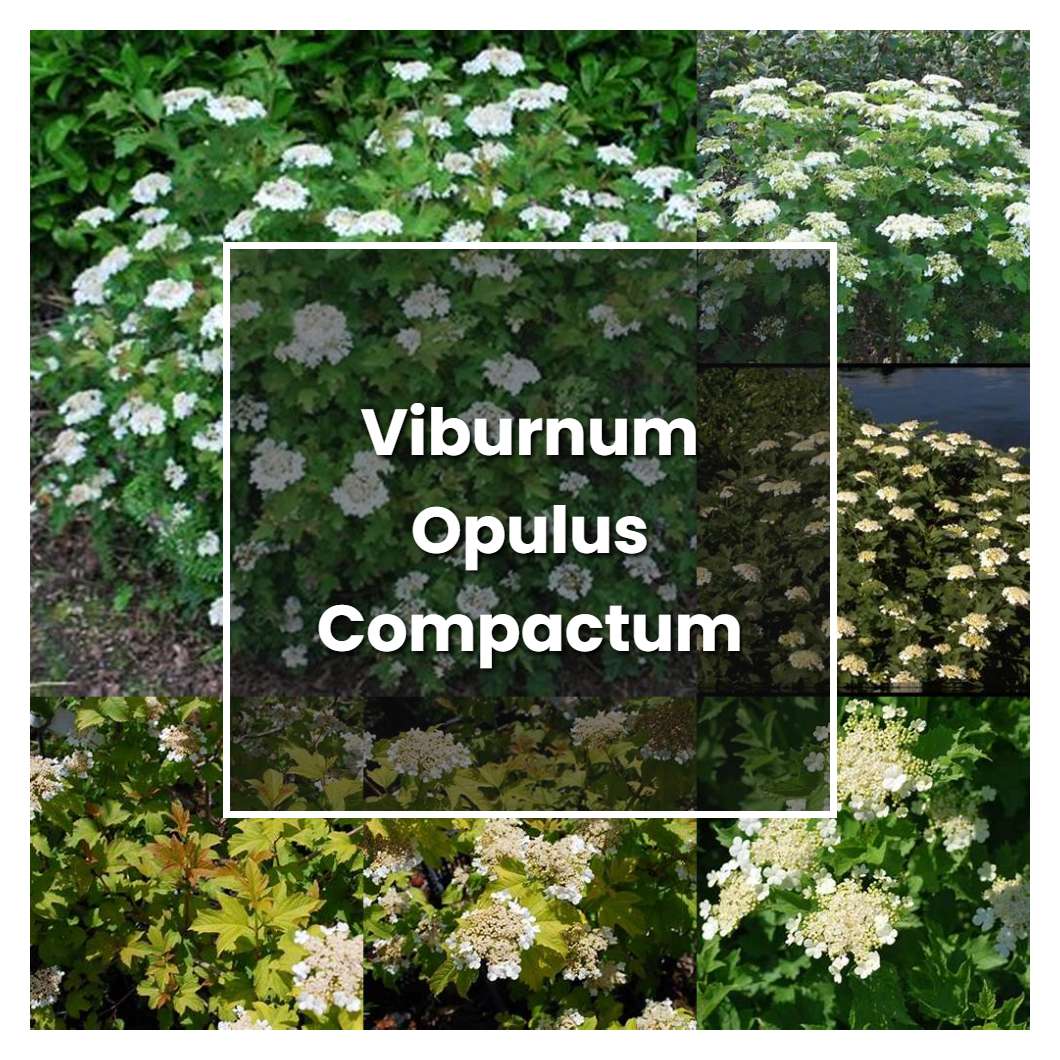 How to Grow Viburnum Opulus Compactum - Plant Care & Tips