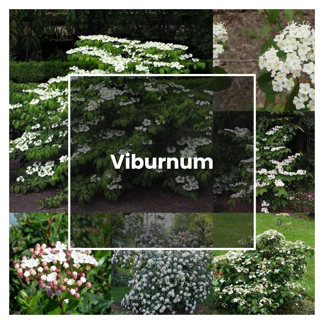 How to Grow Viburnum - Plant Care & Tips