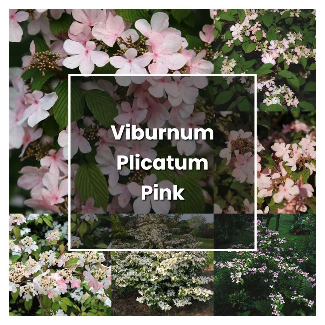 How to Grow Viburnum Plicatum Pink Beauty - Plant Care & Tips