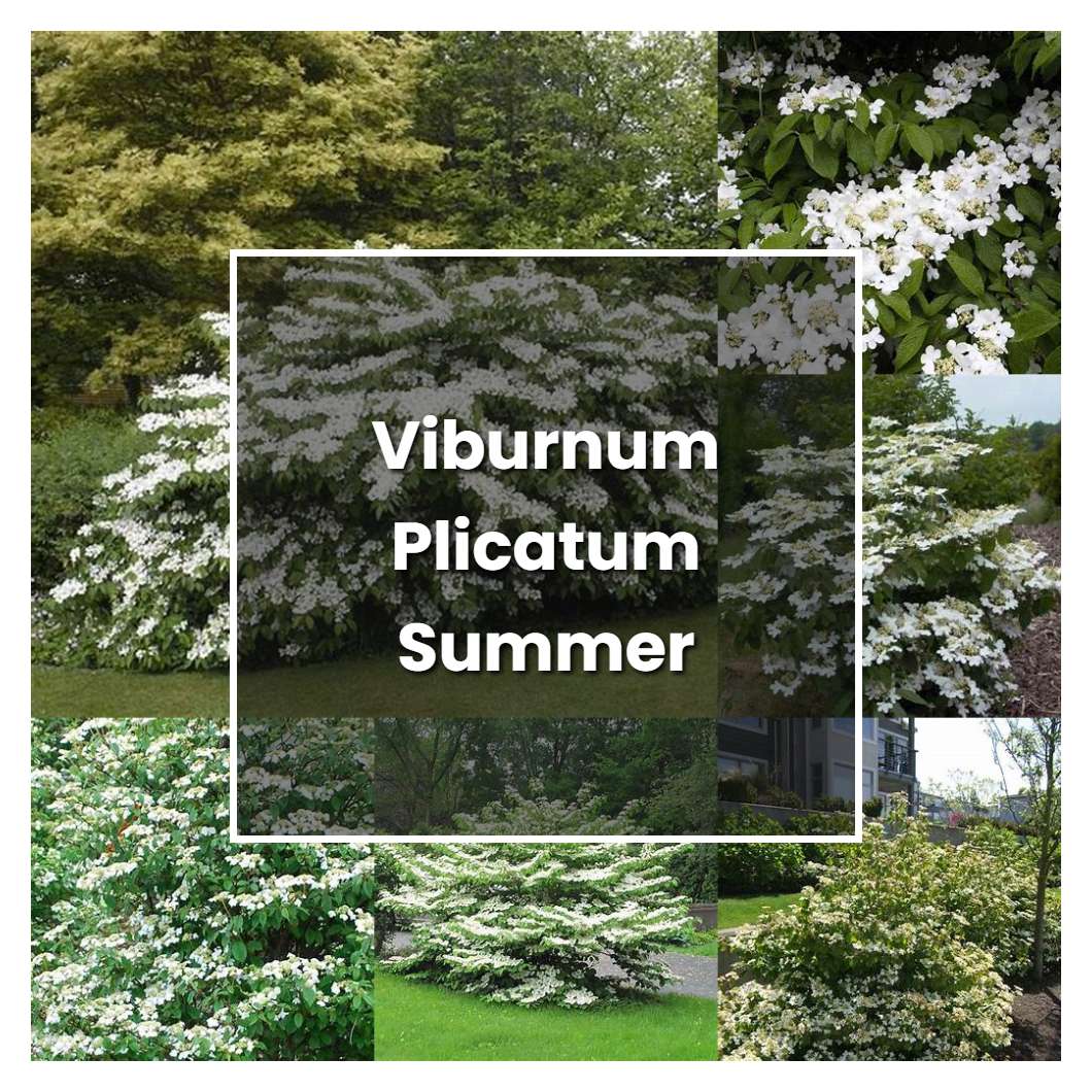 How to Grow Viburnum Plicatum Summer Snowflake - Plant Care & Tips