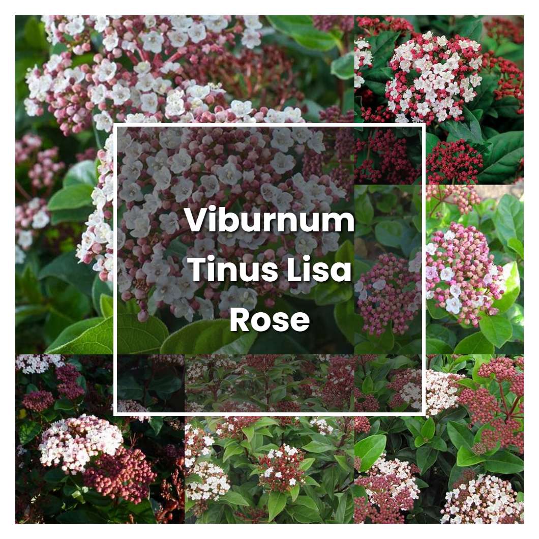 How to Grow Viburnum Tinus Lisa Rose - Plant Care & Tips